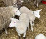 Bild_Schafe_original